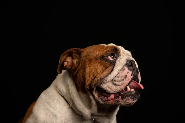 Yukarı bakan bir İngiliz bulldog 'unun portresi