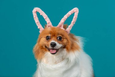 Paskalya yumurtalı sevimli tavşan köpek.