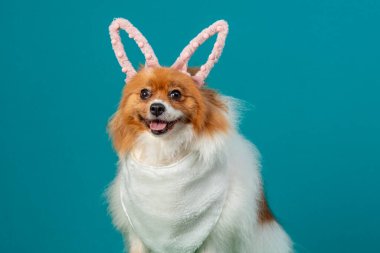 Paskalya tavşanı kulaklı komik köpek. Büyük beyaz yakalı, renkli yumurtalı.