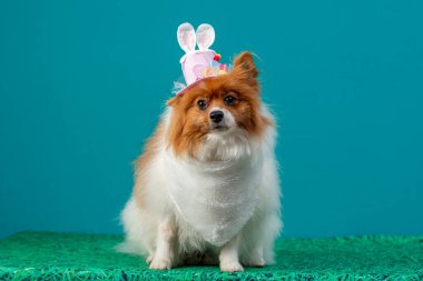 Kafasında fiyonk olan tavşan şeklinde bir köpek.