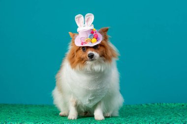 Paskalya tavşanı kostümü içinde paskalya tavşanı kulaklı şirin bir köpek. Pembe arka planda paskalya yumurtaları olan komik bir köpek. Paskalya tatili konsepti