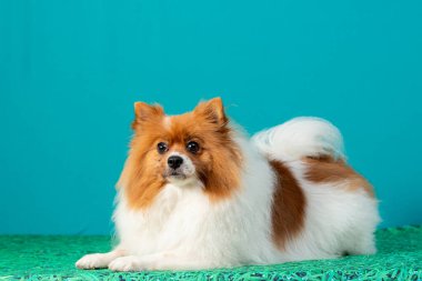 Köpek cinsi shiba tzu mavi arka planda oturur.