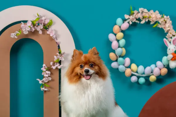 Komik köpek ve balonlu mutlu yıllar..