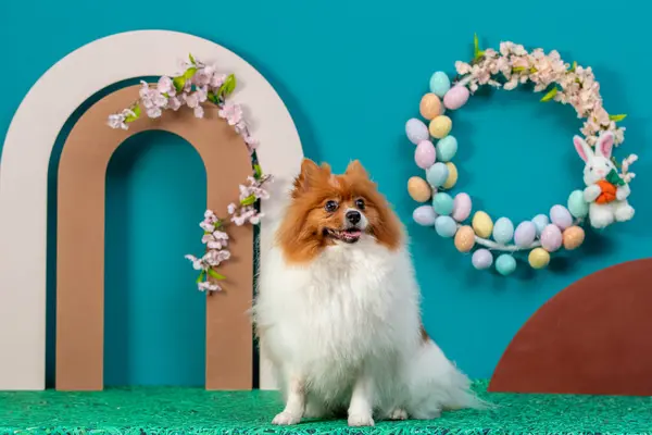 happy dog with wreath on colorful background