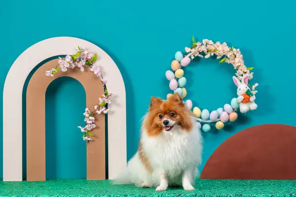 Köpek şeklinde bir köpek..