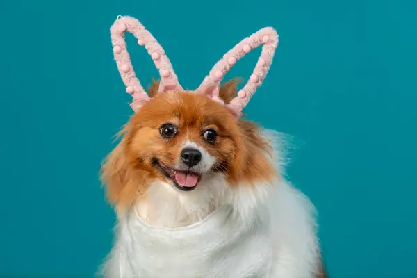 Paskalya tavşanı kulaklı şirin bir köpek ve arka planda paskalya yumurtası.