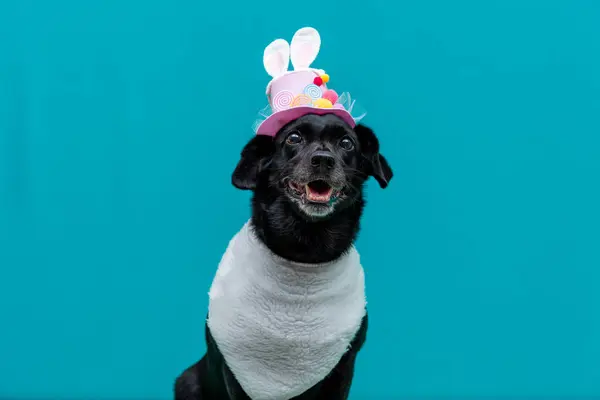 Komik kulakları ve komik köpeği olan şapkalı mutlu köpek.