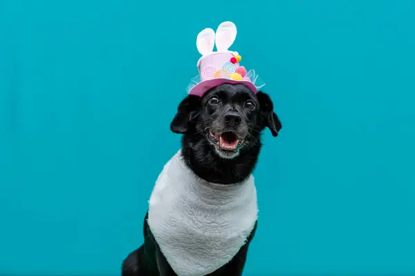 happy dog with easter eggs on a green background