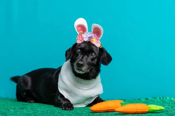 Köpekli bir Paskalya tavşanı