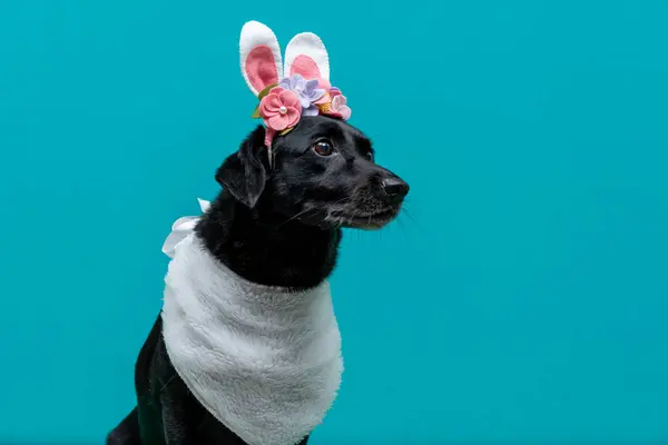 Şirin bir köpeğin portresi.