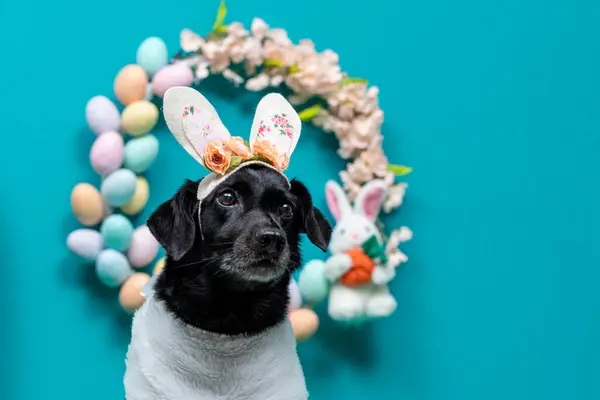 köpek ve Paskalya yumurtaları