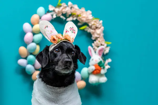 Renkli yumurta ve çiçekli Paskalya tavşanı. Paskalya arkaplanı.