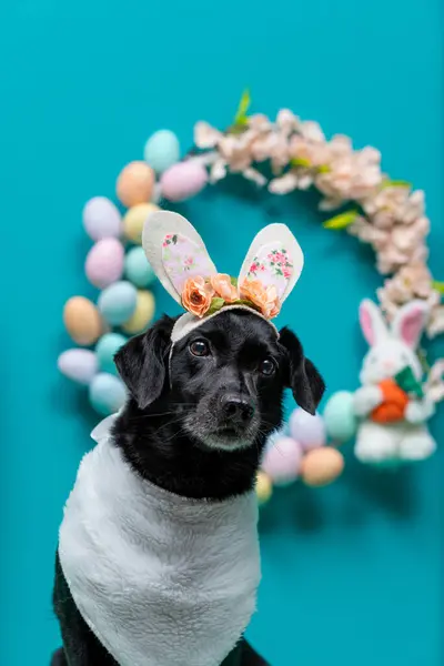 Renkli arka planda Paskalya yumurtası olan Paskalya Tavşanı