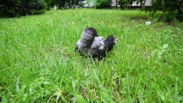 一只灰乌鸦幼崽的幼崽用绿草清洁草坪上的羽毛 鸟类数量和在城市抚养幼鸟 后续行动 — 图库视频影像