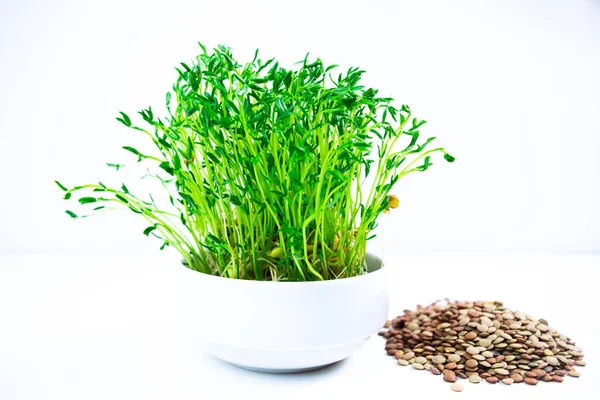 White Bowl Fresh Young Shoots Lentil Microgreen Sprouts Seeds White — Stockfoto