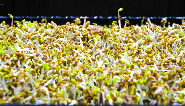 Germinated seeds with fluffy micro roots of alfalfa close up. Growing microgreens. Concept of healthy eating, wholesome foods, vegetarianism.