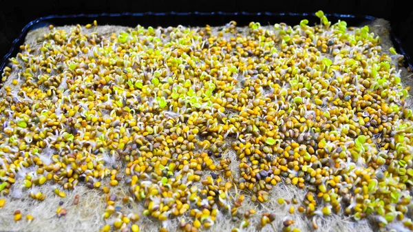 Germinated seeds with fluffy micro roots of arugula close up. Growing microgreens. Concept of healthy eating, wholesome foods, vegetarianism.