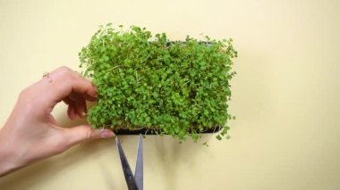 Kadının eli makasla Arugula lahanasının mikroyeşilini kesiyor. Sağlıklı beslenme, sağlıklı gıdalar, vejetaryenlik kavramı. Beyaz arkaplan.