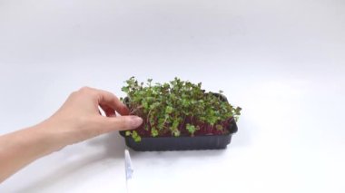 Kadının eli, turp mercanlarının mikroyeşilini makasla kesiyor. Sağlıklı beslenme, sağlıklı gıdalar, vejetaryenlik kavramı. Beyaz arkaplan.