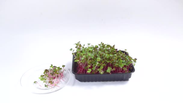 Woman Hand Takes Cut Sprouts Coral Radish Microgreens Concept Healthy — Stock Video