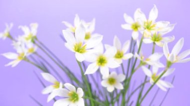 Beyaz tomurcuklanan Zephyranthes Kanada çiçekleri. Narin taç yaprakları ve sarı pudingler. Leylak arkaplan. Tasarım ve metin şablonu. Boşluğu kopyala.