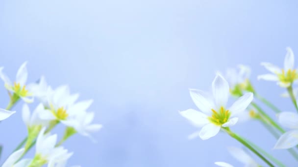 開花の白い芽繊細な花弁と黄色の雄しべを持つゼファランテスカンダ 青の背景 デザイン テキスト バナーのテンプレート スペースのコピー — ストック動画
