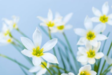 Beyaz tomurcuklanan Zephyranthes Kanada çiçekleri. Narin taç yaprakları ve sarı pudingler. Turkuaz arka plan. Tasarım ve metin şablonu. Boşluğu kopyala.