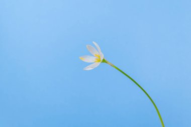 Yeşil saplı Zephyranthes Candice çiçeği. Narin taç yaprakları ve sarı mantarları olan beyaz tomurcuk. Mavi arka plan. Uzayı kopyala Kapat..