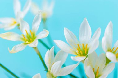 Beyaz tomurcuklanan Zephyranthes Kanada çiçekleri. Narin taç yaprakları ve sarı pudingler. Turkuaz arka plan. Tasarım ve metin şablonu. Boşluğu kopyala.