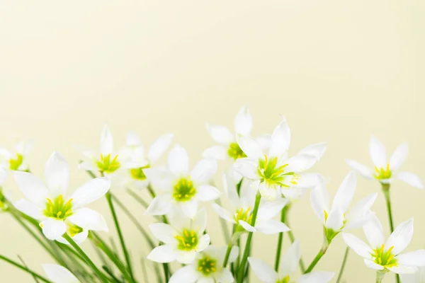 White Buds Flowering Zephyranthes Candida Delicate Petals Yellow Stamens Yellow — Stock Photo, Image