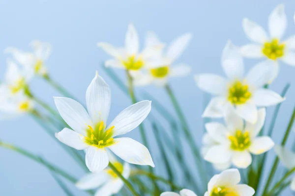 開花の白い芽繊細な花弁と黄色の雄しべを持つゼファランテスカンダ ターコイズの背景 デザインとテキストのテンプレート スペースのコピー — ストック写真