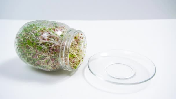 4K瓶绿色和红色微绿色芽出现在玻璃板旁边 多汁的嫩芽是用来盘的 健康饮食 素食主义和素食主义的绿色蔬菜种植概念 白人背景 — 图库视频影像