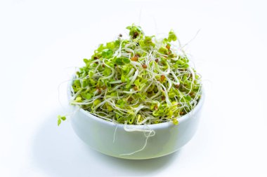 Kökleri kabın içinde yetişen taze yeşil turp mikroyeşil lahanası. Sağlıklı beslenme, vejetaryenlik, sağlıklı gıdalar ve vejetaryenlik için sebze yetiştirme kavramı. Beyaz arka plan. Kapat.