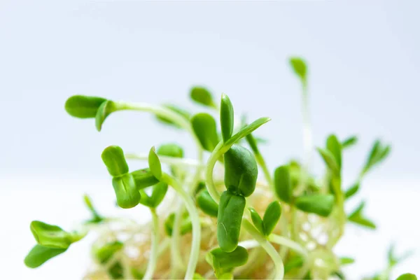 stock image Young green sprouts of sunflower microgreens close up, grown for food in a jar. Concept of growing greens for healthy eating, vegetarianism, wholesome foods and veganism. White background.