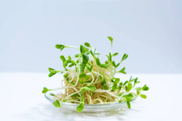 瓶の中の食べ物のために栽培されたひまわりのマイクログリーンの芽の束 ガラスのソーサー 健康的な食事 菜食主義 健全な食品や菜食主義のための緑の栽培の概念 白地だ 閉じろ — ストック写真