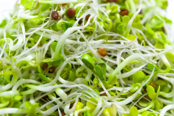 根が閉じている若い緑の大根のマイクログリーンの芽は 食べ物のために栽培されます 健康的な食事 菜食主義 健全な食品や菜食主義のための緑の栽培の概念 白地だ マクロ — ストック写真