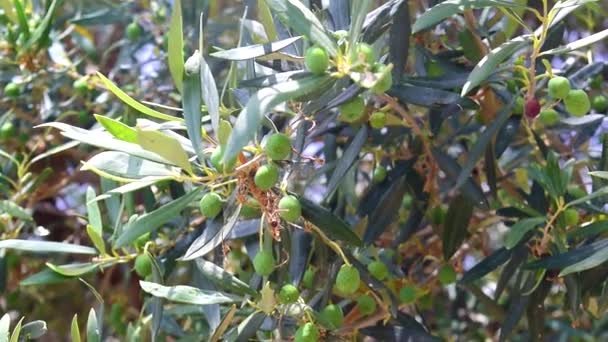 Green Fruits Ripen Olive Tree Branches Tree Sway Slightly Sunlight — Vídeo de Stock