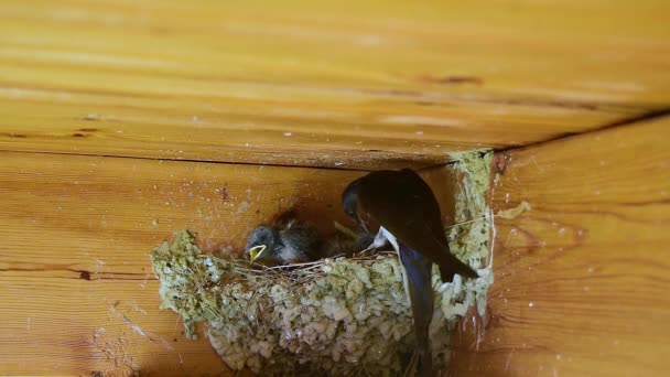 어미는 새끼들이 주기를 기다리고 귀여운 새끼들에게 파리를 삼키는데 둥지에 발코니의 — 비디오