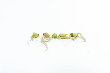 Mung beans (Vigna radiata) sprouted for food with small roots and rudiments of leaves on white background. Concept of diet, vegetarianism, vegan, healthy products and proper nutrition. Copy space.