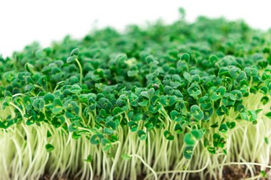 Beautiful green young sprouts of chia (Salvia hispanica) grown for eating. White background. Close up. Concept of healthy eating, wholesome foods, vegetarianism. Copy space.