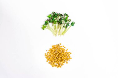 Green young sprouts of spicy mustard grow were grown for food. Cut microgreen shoots near seeds close up on white background. Concept of healthy eating, wholesome foods, vegetarianism.