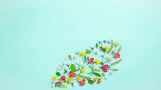 Wenskaart Hallo Voorjaar Een Compositie Van Lente Natuurlijke Bloemen Knoppen — Stockvideo