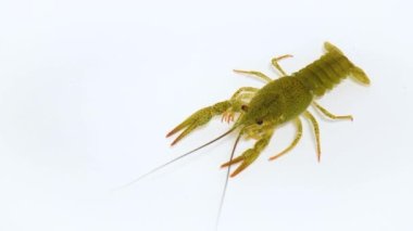 One live crayfish moves its claws and limbs in clear water on a white background. Catching crayfish for human consumption. Close-up.