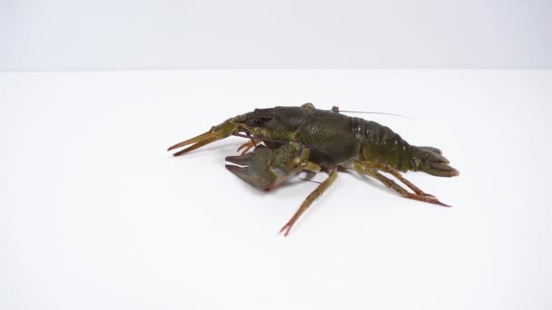 One Live Crayfish White Background Catching Crayfish Human Consumption Close — Stockvideo