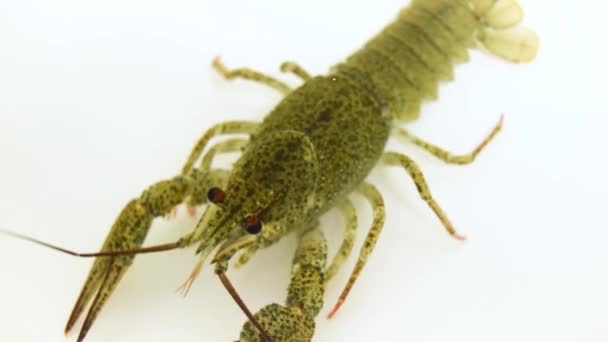 One Live Crayfish Moves Its Claws Limbs Clear Water White — Stok video