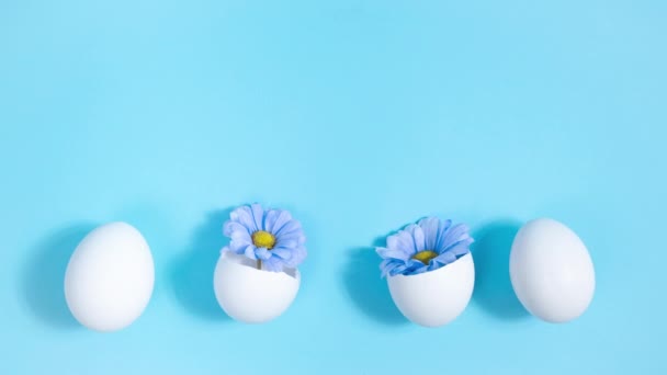 Rij Witte Kippeneieren Van Twee Gebroken Eieren Blauwe Chrysanten Peer — Stockvideo