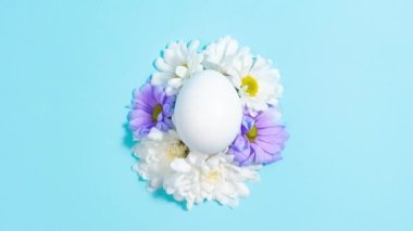 4k Natural flowers of white and purple daisies appear near the white chicken egg. Close-up. Blue background. Concept of natural food or Easter holiday. Greeting card. Stop motion animation.