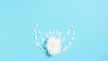 4k White natural petals emerge from the chrysanthemum flower and form an oval or egg shape. Creative Easter holiday concept. Greeting card. Floral blue background. Stop motion animation.