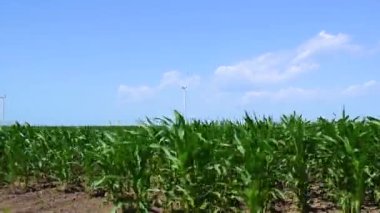 Tarlada yetiştirilmiş taze yeşil mısır filizleri. Tarım, verimlilik ve gıda ve hayvan yemi yetiştirme kavramı. Darı yaygın olarak yemek pişirme, beslenme ve ilaçlarda kullanılır..