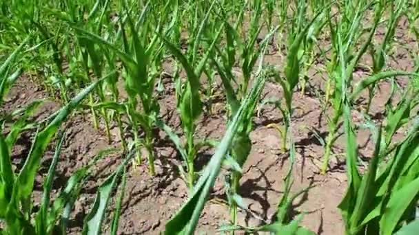 Молодые Зеленые Побеги Кукурузы Выращиваемой Поле Концепция Сельского Хозяйства Продуктивности — стоковое видео
